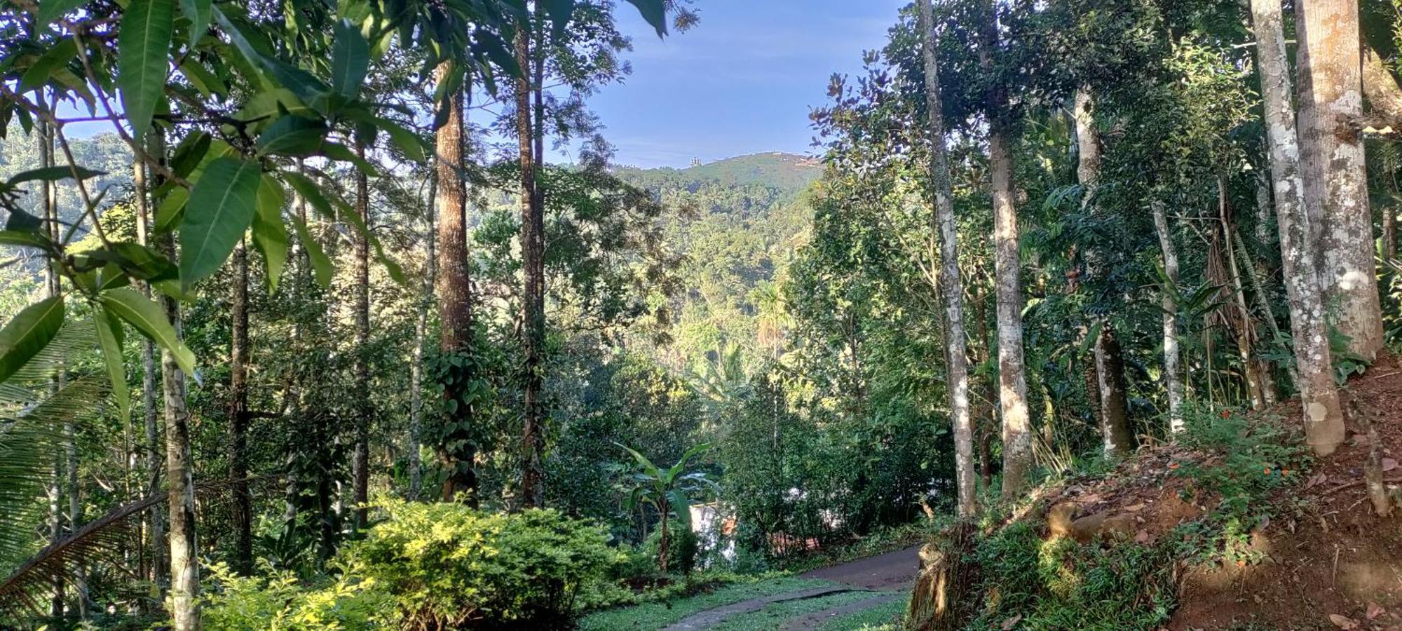Coffee Camp Home Stay With Tree House Kattappana Exterior photo